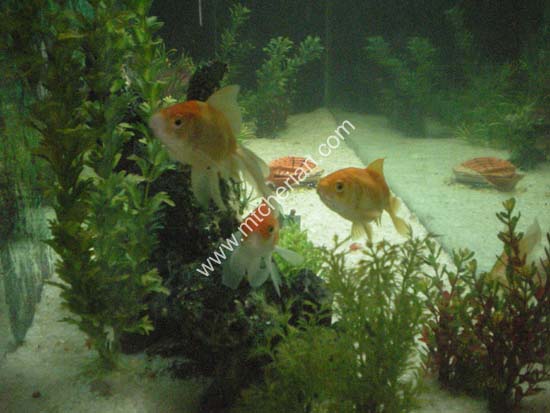 ornamental fish kerala