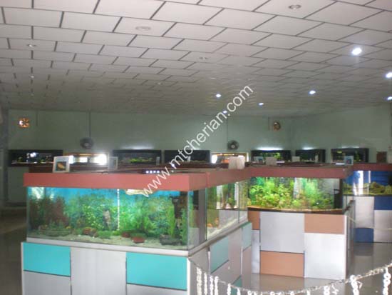 kottayam aquarium ornamental fishes